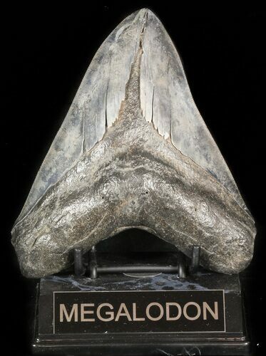 Serrated, Megalodon Tooth - Georgia #45814